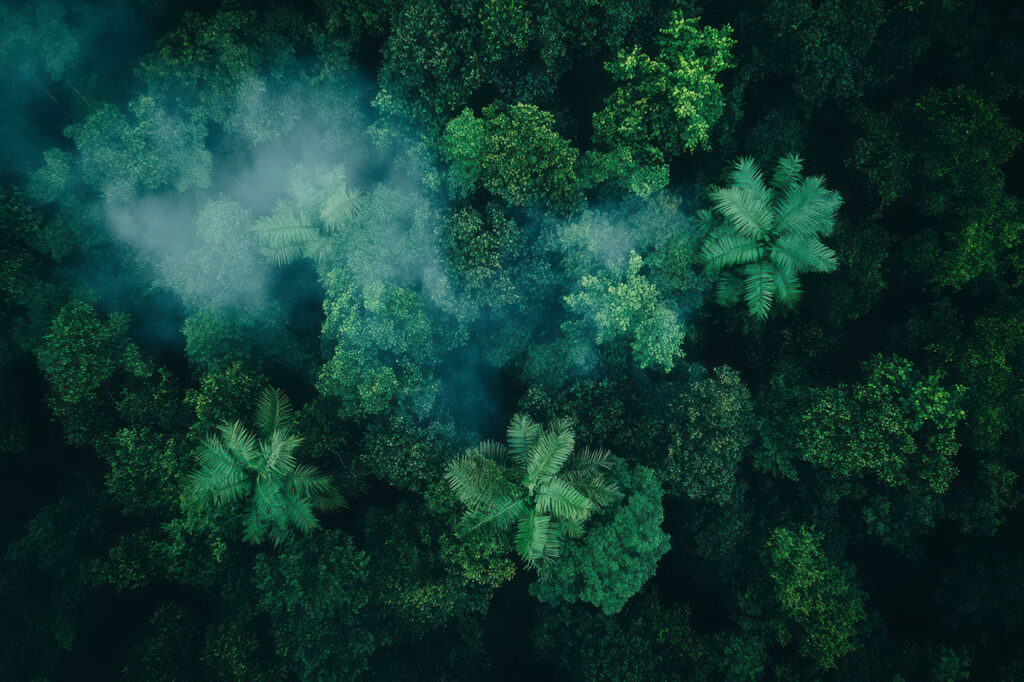 Cloud Forest Landscape S