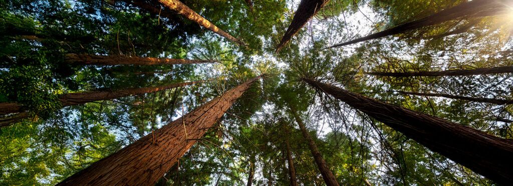Bottom view big trees from forest