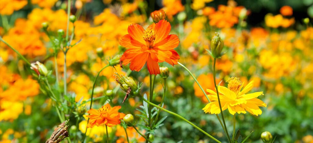 Close up vibrant yellow flowers summer field
