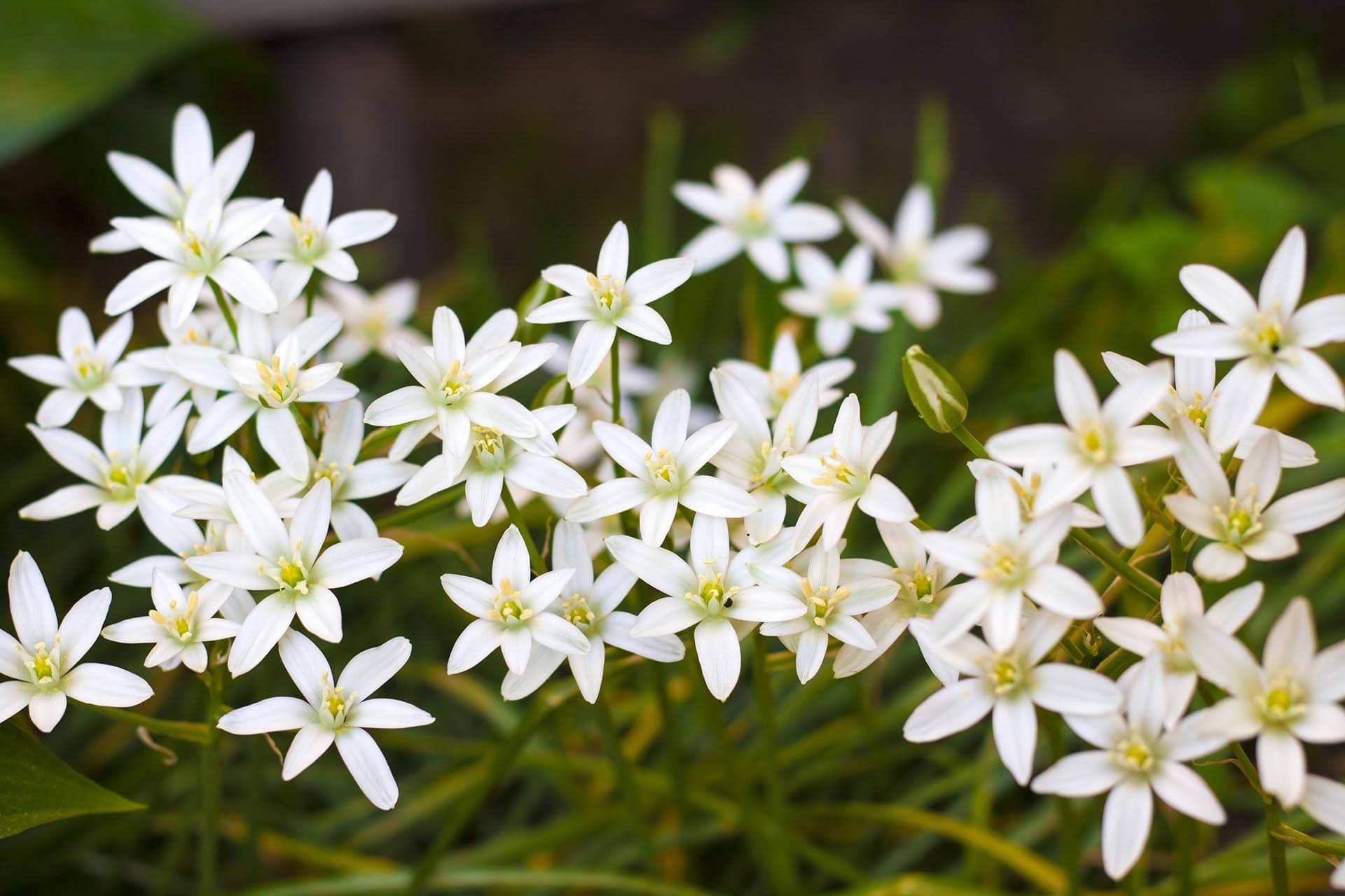 Ornithogalum flowers closeup (star of bethlehem)